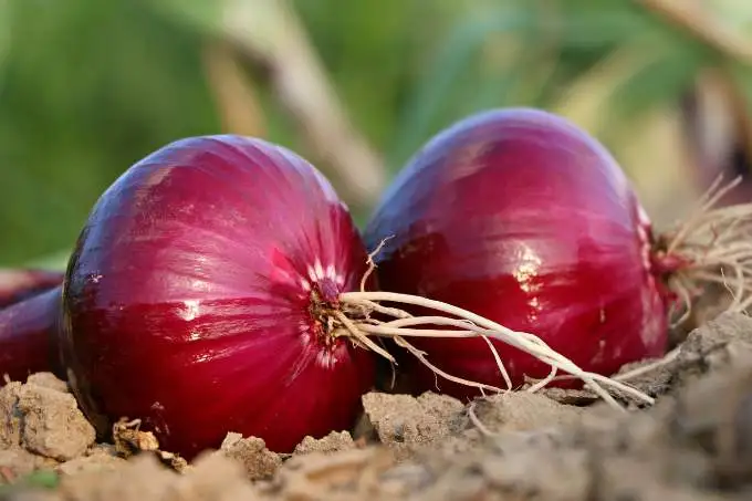 Panchganga Expert (Rainy Season) — Yogesh Onion Seeds