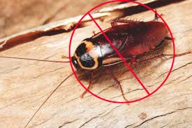 Cockroach Control — A K Pest Control