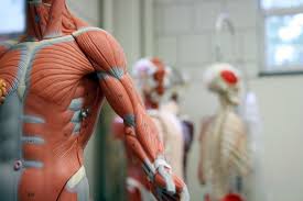 Musculoskeletal System — EV Charging Station Setup India
